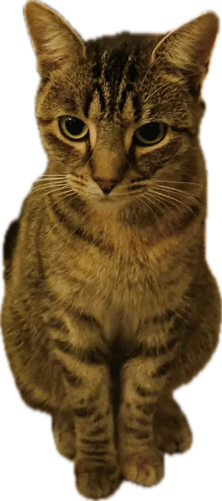 :tofu_sitting: