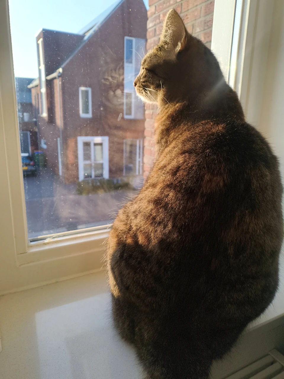 tofu looking outside