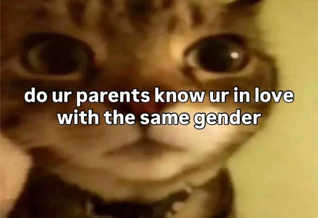 photo of a cat captioned: "do your parents know you're in love with the same gender?"