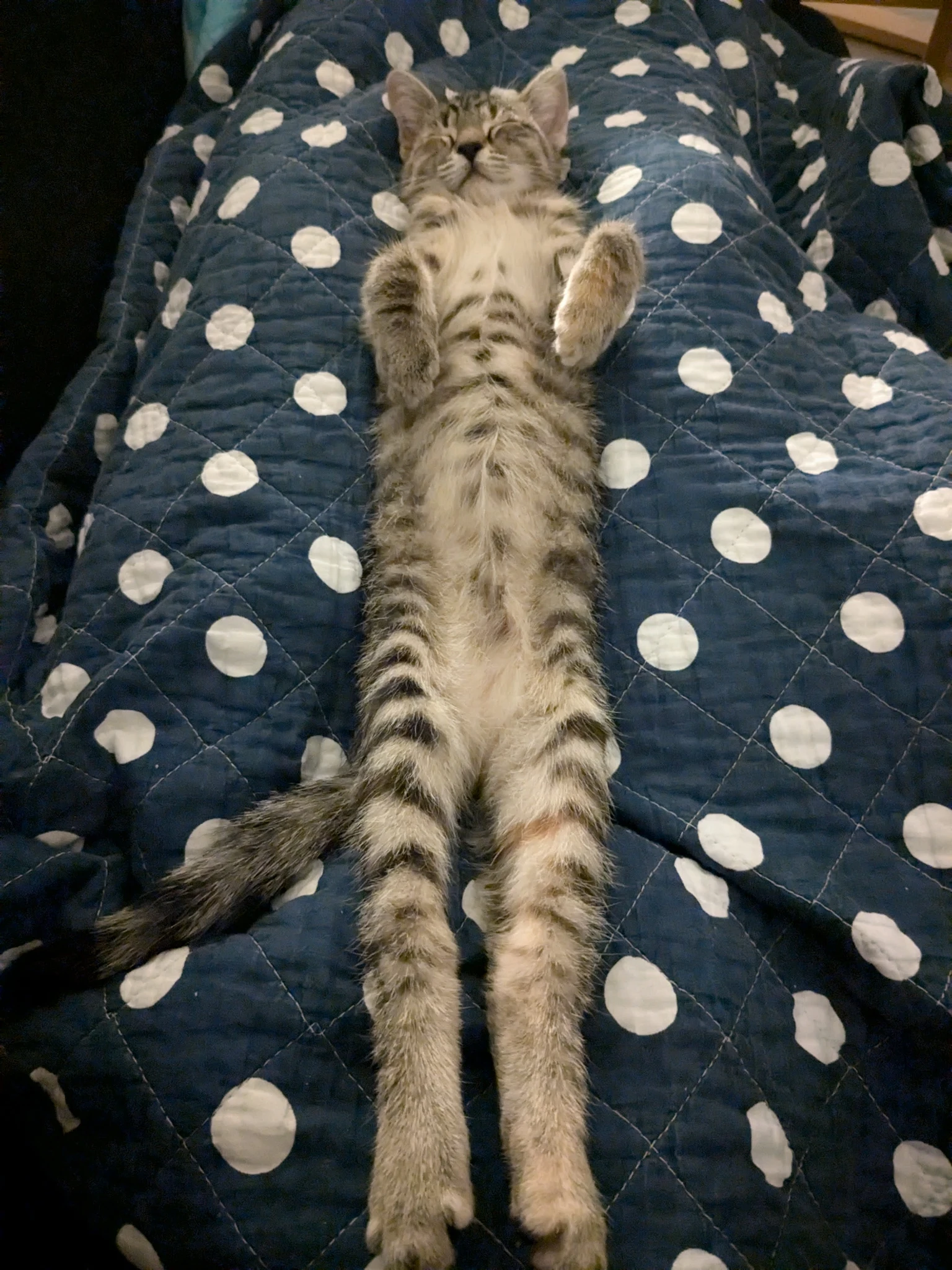 baby tofu sleeping between my legs