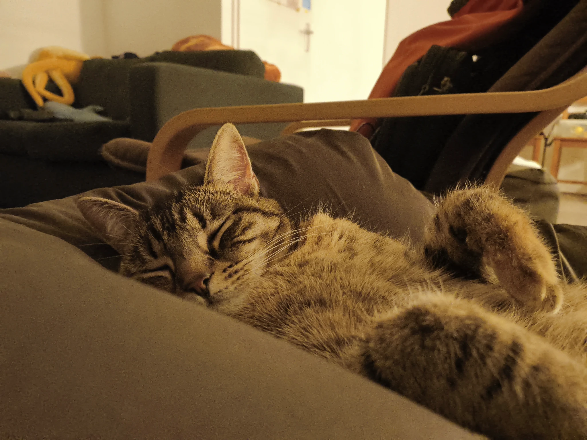 sleeping tofu on a cushion sofa