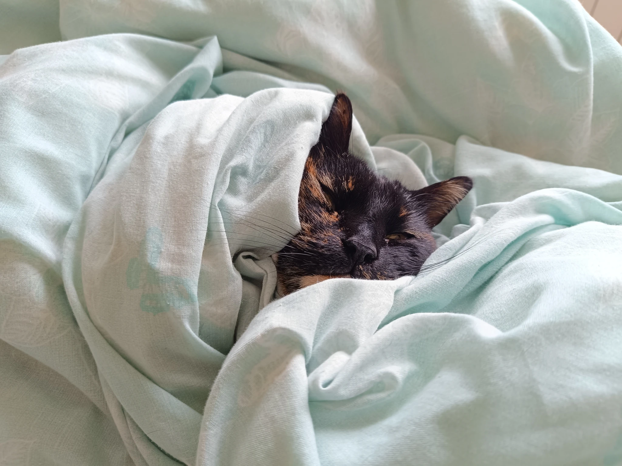 Tortie cat wrapped in a duvet. Only the head is visible.