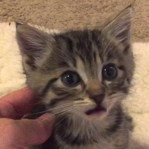 nyanpasu64@mk.absturztau.be