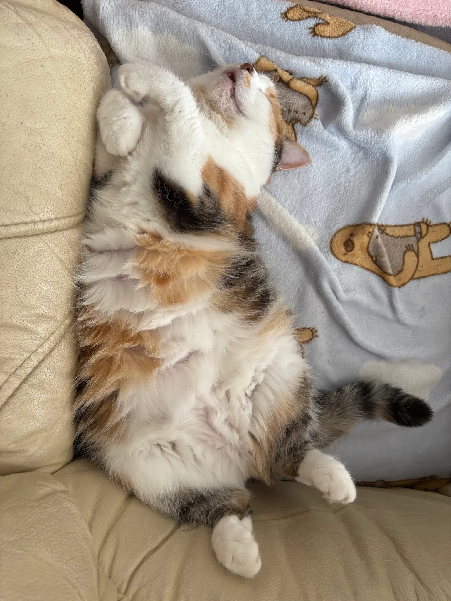 Fluffy calico kitty sleeping on her back with her belly up.