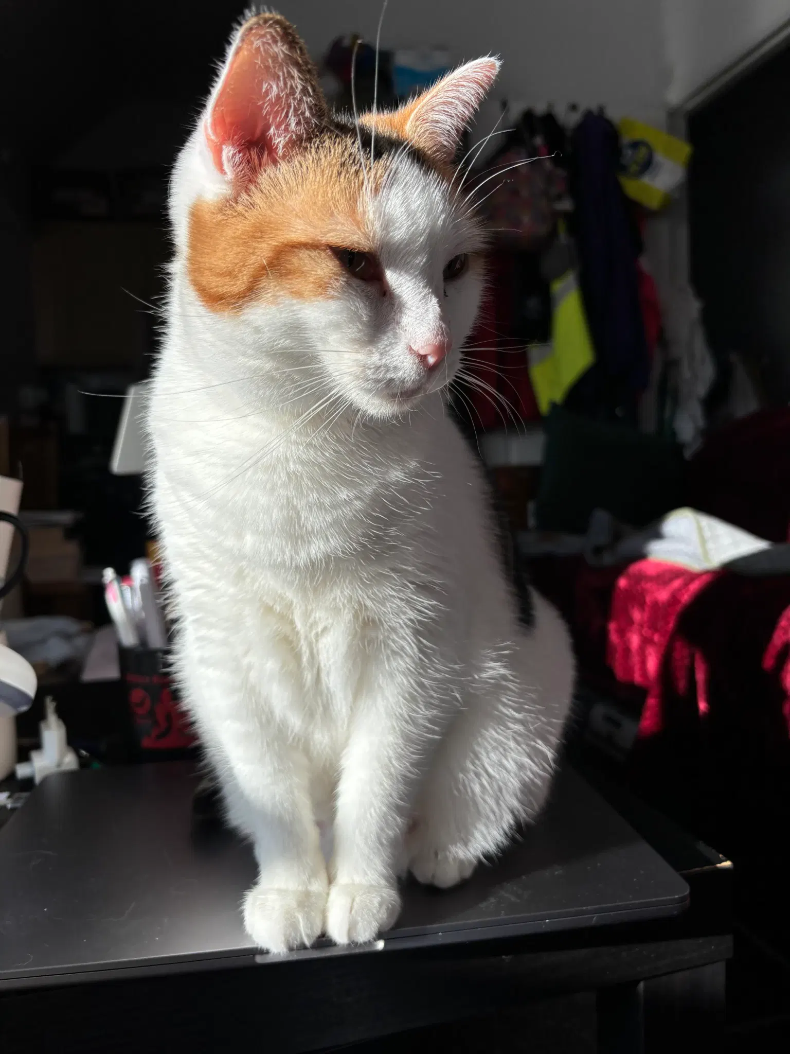 Calico kitty sitting in the morning sunlight.