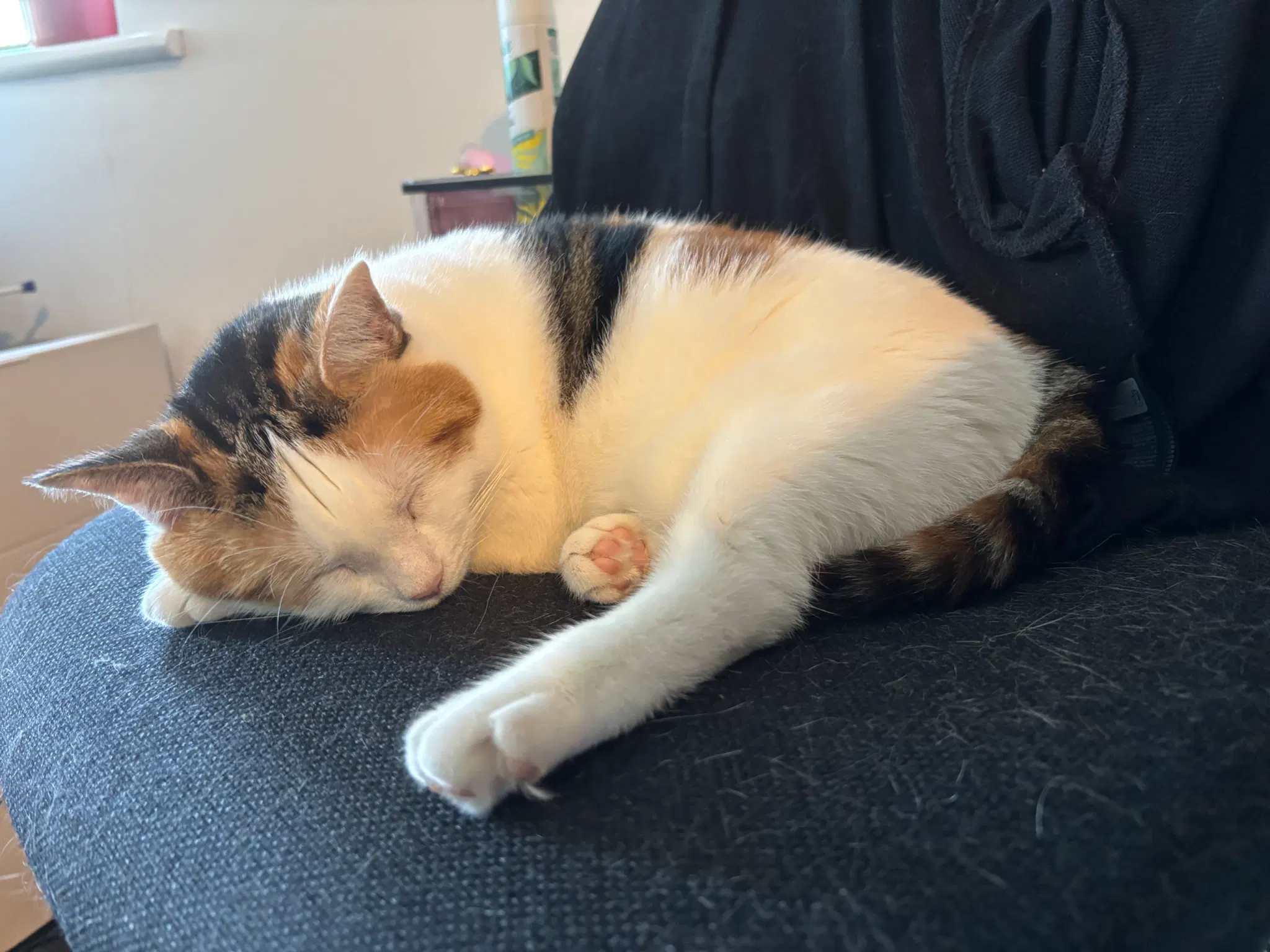 Calico kitty sleeping on a swivel chair.