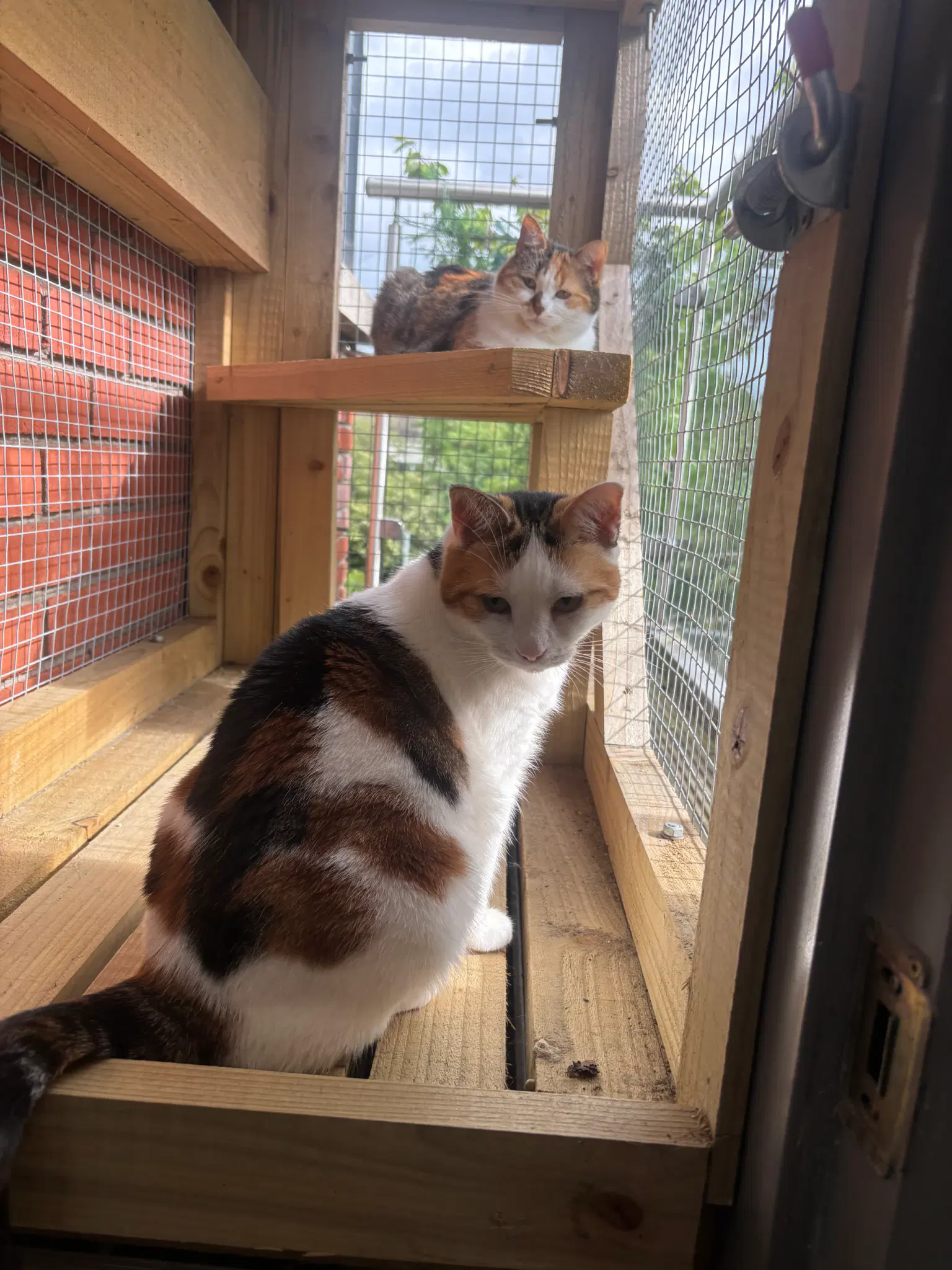 Two calico kitties in their catio.