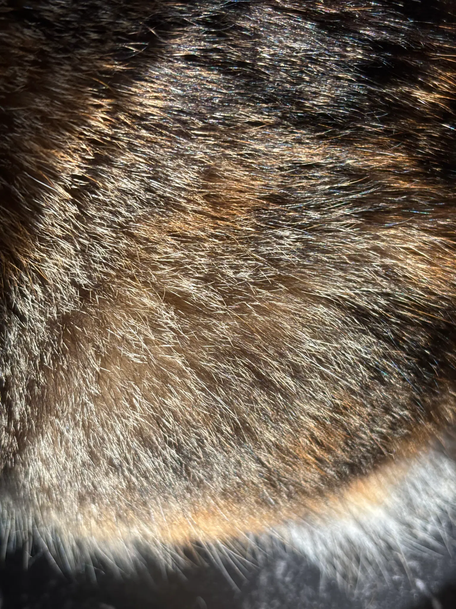 Close up photo of cat fur.