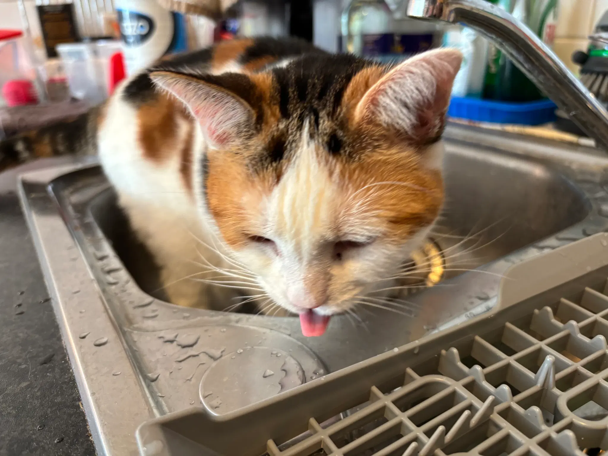 Calico kitty standing in a kitchen sink licking water droplets off the edge.