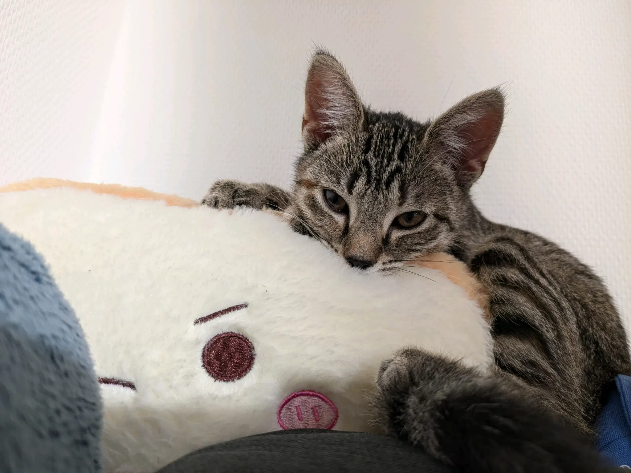 tofu and toast plushie from sanek