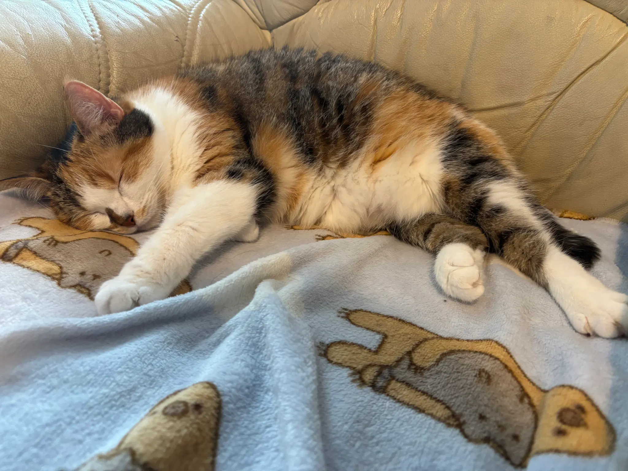 Fluffy calico kitty stretched out asleep on a blanket.