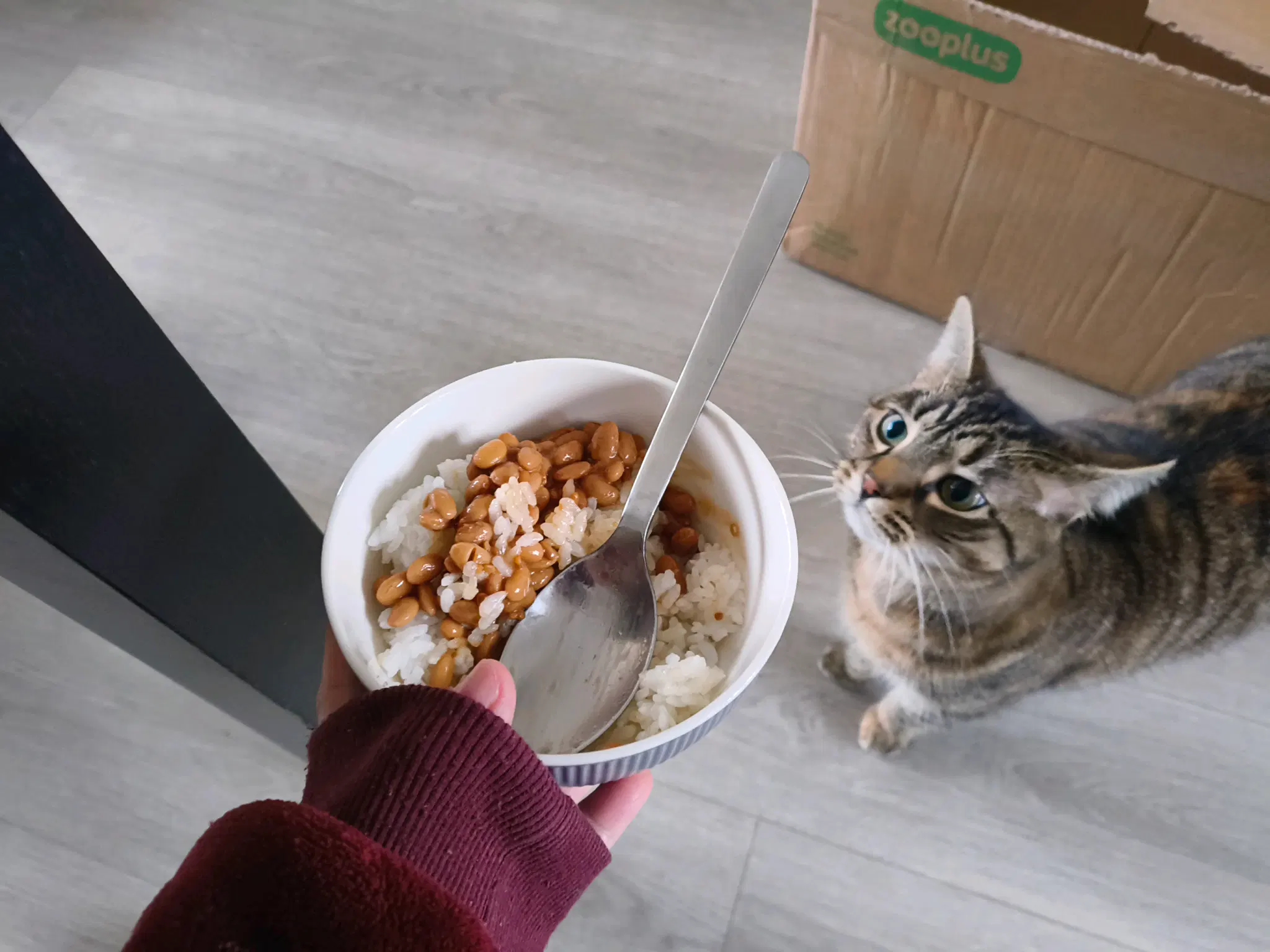 tofu is interesting in natto