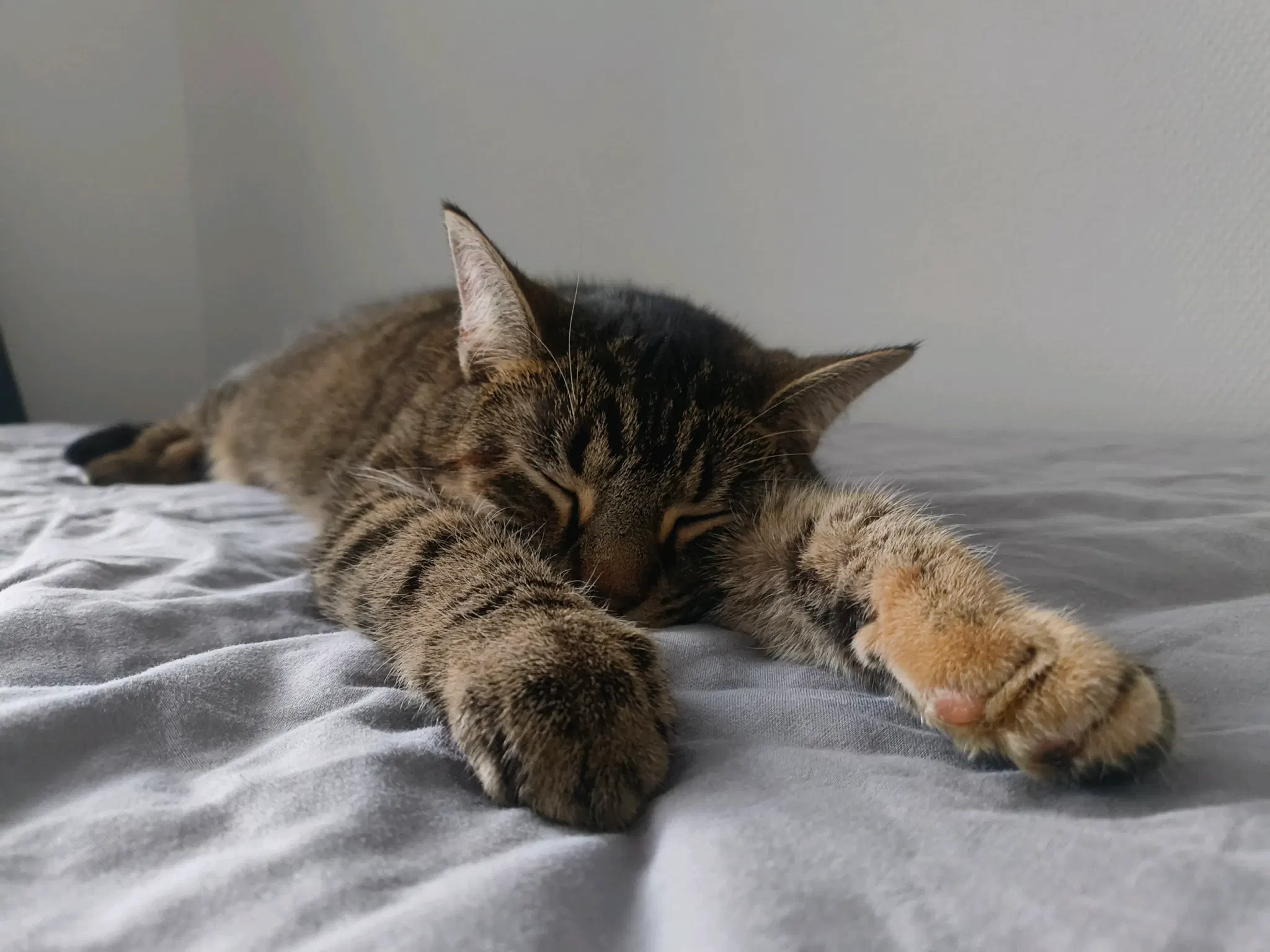 tofu sleeping on the bed