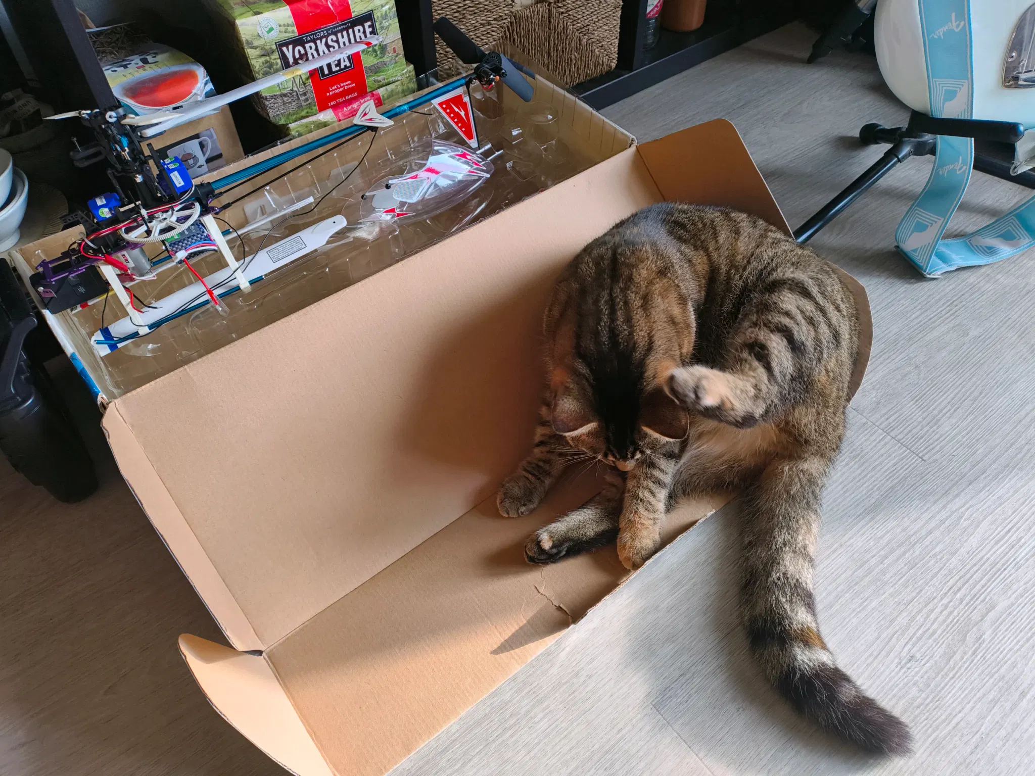 tofu licking her fur