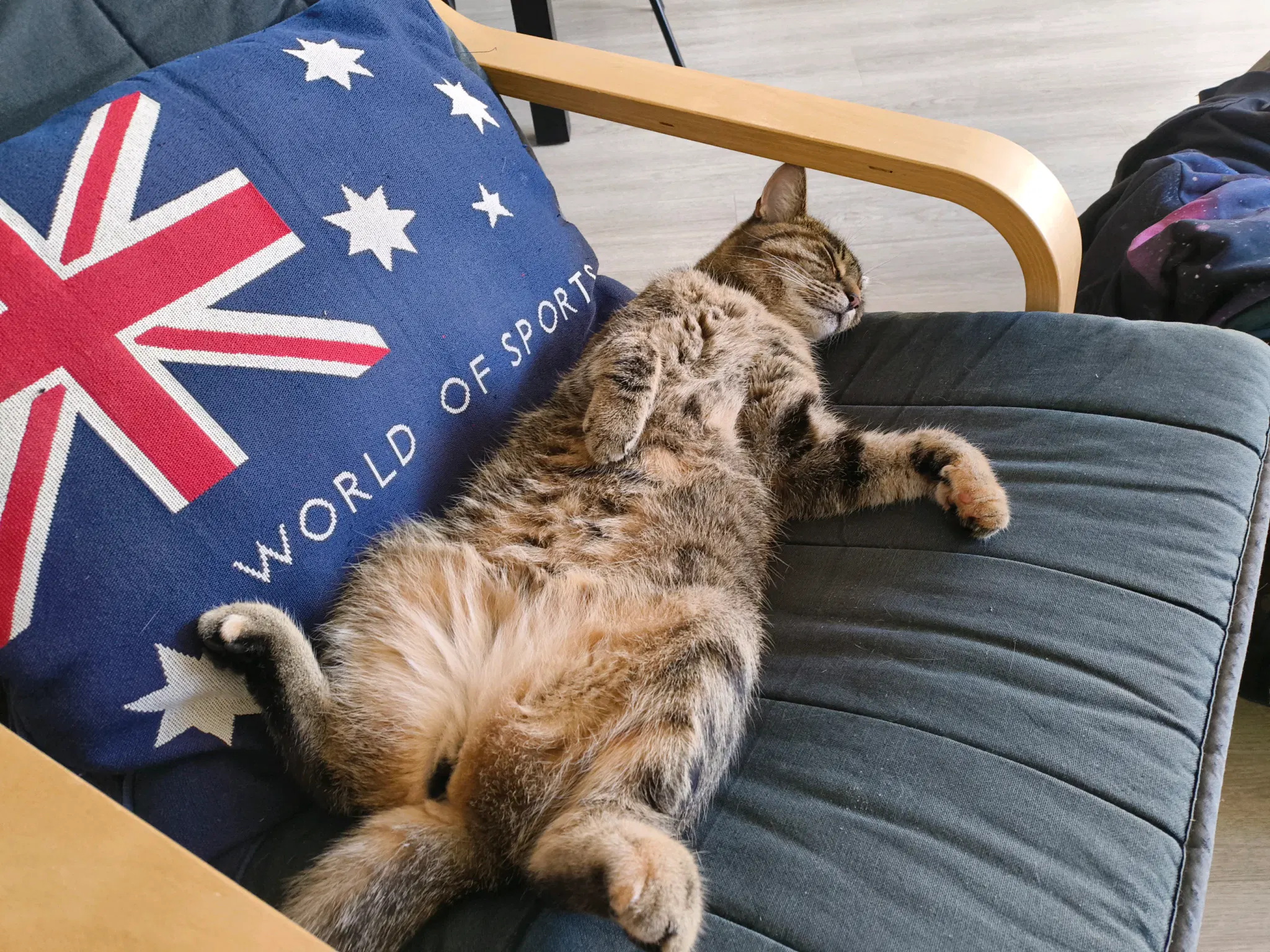 tofu sleeping on a chair