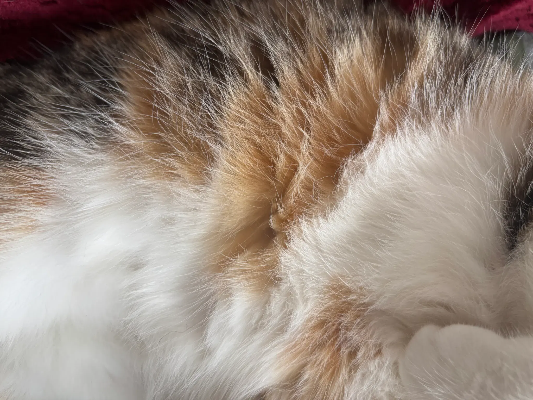 Fur of a fluffy calico kitty.