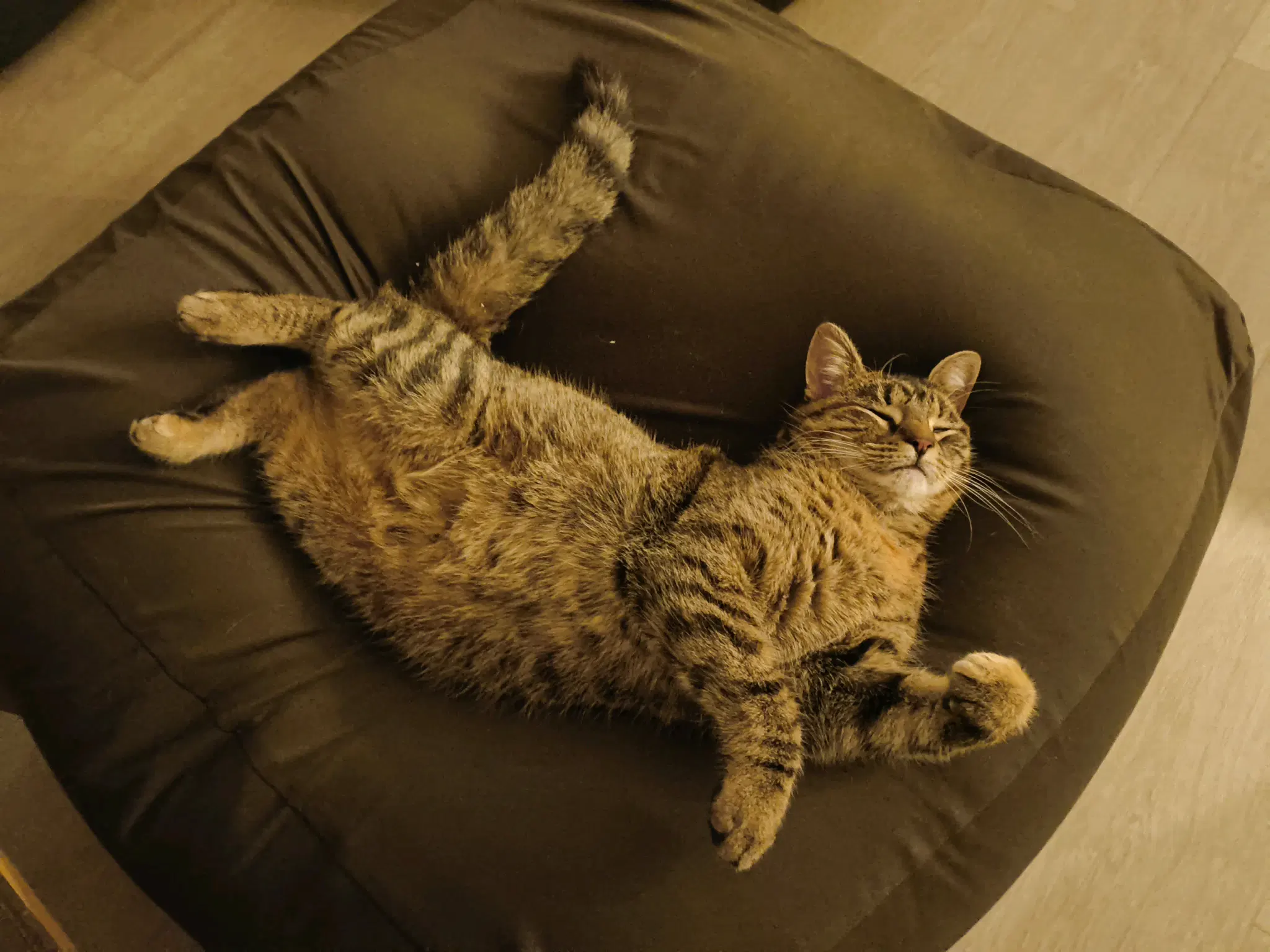 sleeping tofu on a cushion sofa