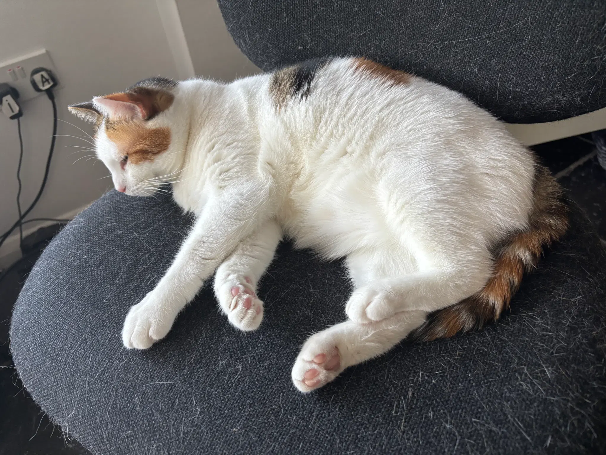 Calico kitty sleeping on a swivel chair.