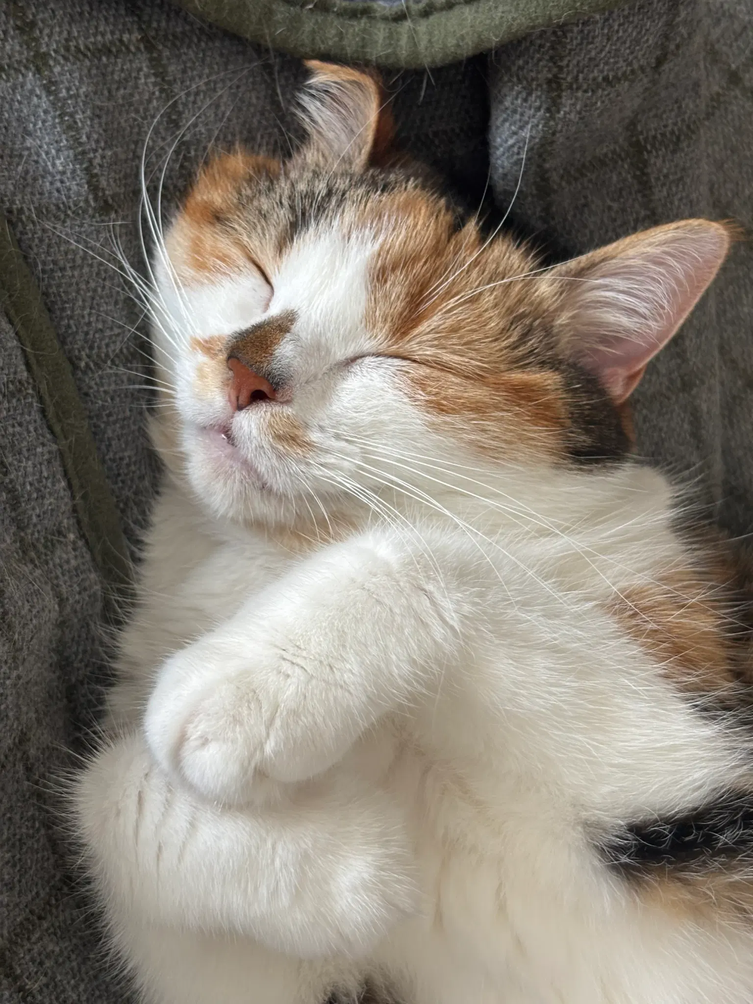 Close up of fluffy calico kitty sleeping.