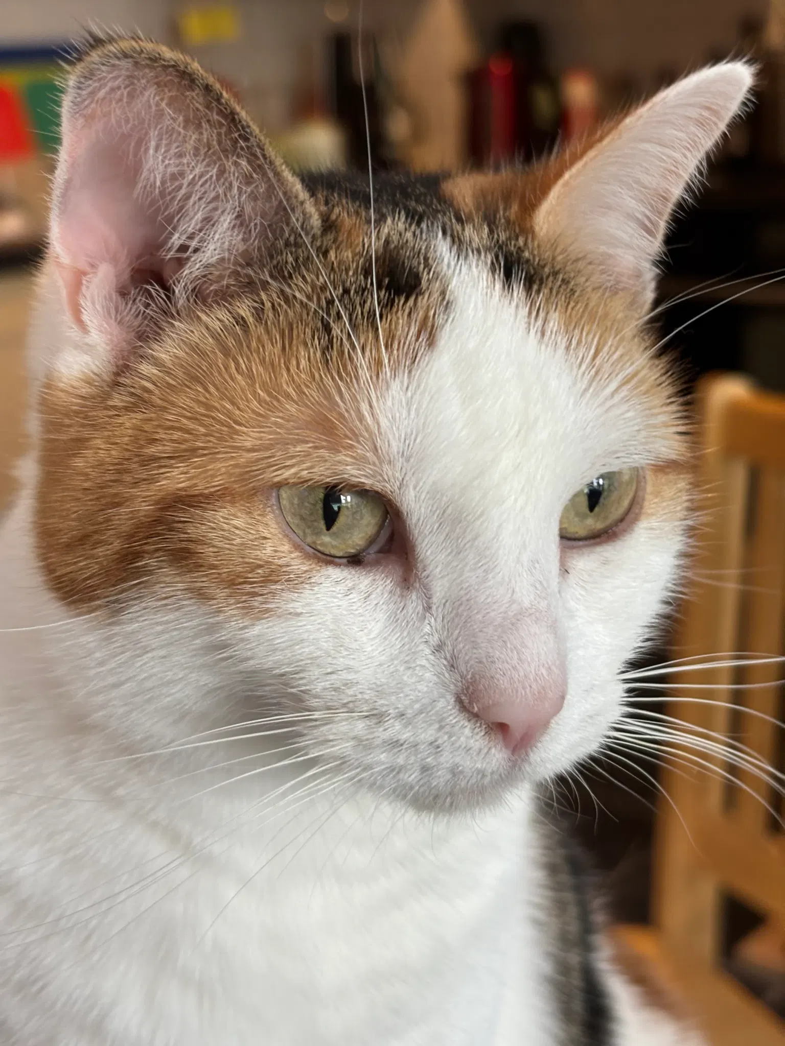 Close up of a calico kitty staring intently at something.