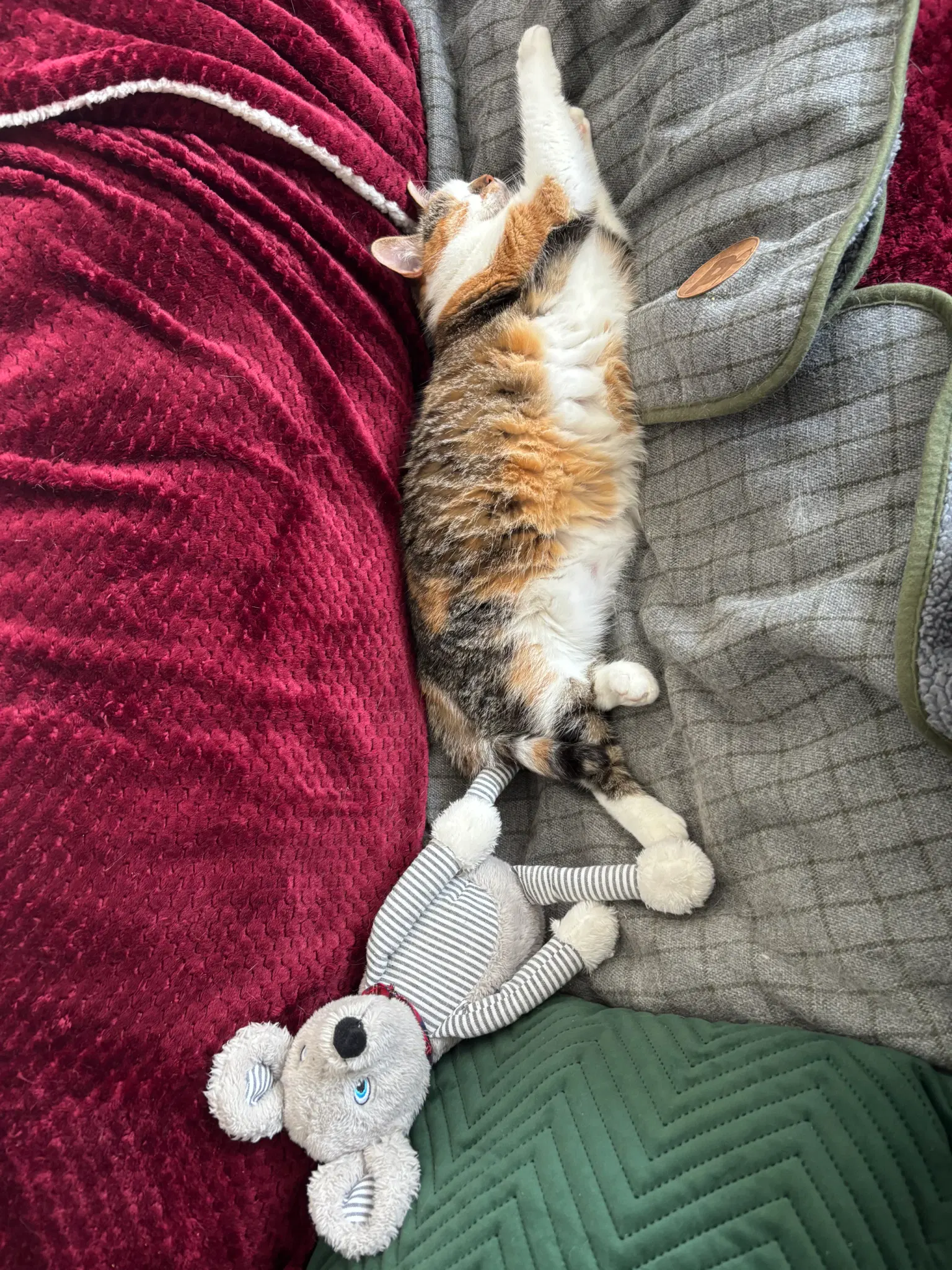 Fluffy calico kitty sleeping beside a mouse plushie.